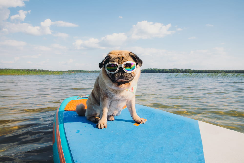 Pug on a surfboard wearing sunglasses