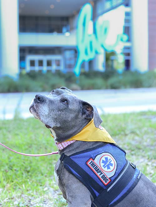 A black and gray dog wearing a jacket looks up.